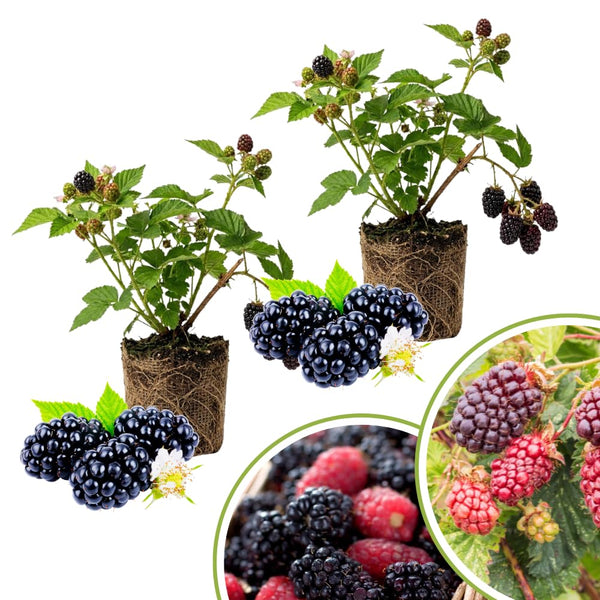 2 Sweet Boysenberry Live Plants, Garden Plant, 4-6 Inch Tall