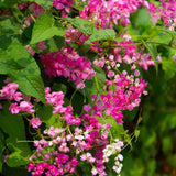 6 Live Mexican Creeper Plants, Flower Vine, 4-6 Inch Tall