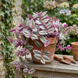 Purple Foliage Wandering Jew Live Plant, Home Decor Plant, 3 Inch Pot