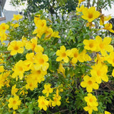 2 Yellow Live Mandevilla Plants, Live Starter Plant, 4-8 Inch Tall