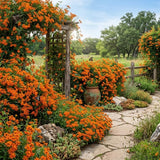 2 Orange Mexican Flame Live Plants, Climbing Flowering Vine, 4-6 Inch Tall