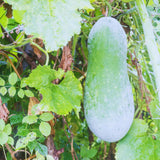 Long Wax Gourd Winter Melon Live Plant, Trellis Vegetable Vine, 4 Inch Pot
