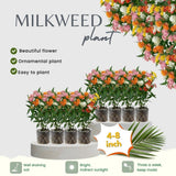 2 Mix Milkweed Live Plants, Asclepias Tuberosa Plant 4–6" Tall