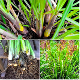 2 Lemon Grass Live Plants, Fragrant Herb Plant, 6-10 Inch Tall