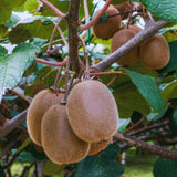 2 Kiwi Tree Live Plants, Cold Hardy Kiwi Plants Live Vine from 5 Inc Tall