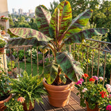 Zebrina Banana Live Plant, 4-6 Inch Tall Banana Plant