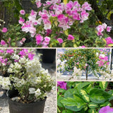 Set 2 Coconut Ice Bougainvillea Live Plant 5-7 Inch Tall