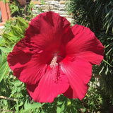 Pack 2 Bright Red Hibiscus Plant Live 4-7" Tall