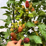 2 Large Blackberries Plant Live, Sweet Fruit, 4-7 Inch Tall