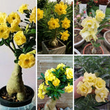 Yellow Desert Rose Live Plant 4-7 Inches Tall