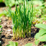 Set 3 Chive Roots, Ready to Grow