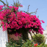 Pink Bougainvillea Live Plant, 4 Inch Tall