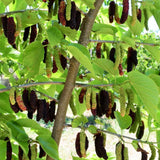 Pakistan Mulberry Tree Live Plant, Live Starter Plant, 4-6 Inch Tall