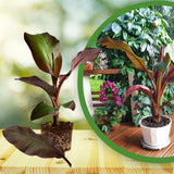 Red Foliage Banana Plant Live, Sweet Fruit Banana Tree 4-7 Inch Tall