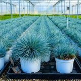 2 Ornamental Grass Live Plants, Well-Rooted Grass Plant, 4 Inch Pot