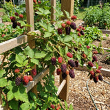 2 Boysenberry Plants Live, Starter Plant, 4-6 Inch Tall