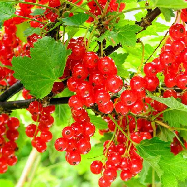 3 Red Currant Plants Live, Plugs Size for Planting Outdoor, 3-5" Fast-Growing Currant Bush for Spring Growing, No Pot