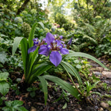 4 Purple Walking Iris Rhizomes for Planting, Heirloom Iris Plant
