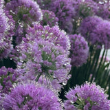 3 Purple Allium Bulbs for Planting, Starter Plant
