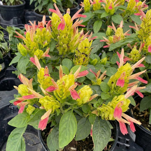 2 Fruit Shrimp Plants Live, Ready to Grow Plant, 4-6 Inch Tall