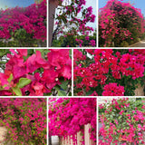 Set 2 Barbara Karst Bougainvillea Live Plant 5-7 Inch Tall