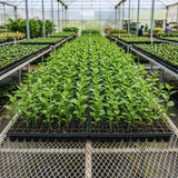 Purple Lilac Tree Live Plant, Fragrant Bloom Bush, 4 Inch Pot