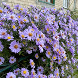 Set 2 Lilac Blue Aster Starter Plant, Live Aster Plant 3-5" Tall