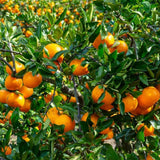 Satsuma Mandarins Orange Tree Plant Live, 2-3 Feet Tall