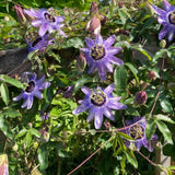 Lavender Passion Flower Live Plant, 4-6 Inch Tall