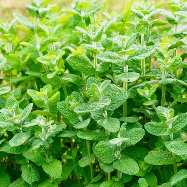 2 Apple Mint Live Plants, 4-5 Inch Tall