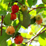 Sweet Live Cherry Fruit Plant, Home Garden Plant, 4-6 Inch Tall