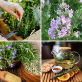 Rosemary Plant Live, Outdoor Garden Herb Plant, 4-6 Inch Tall