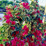 Red Desert Rose Live Plant 4-7 Inches Tall