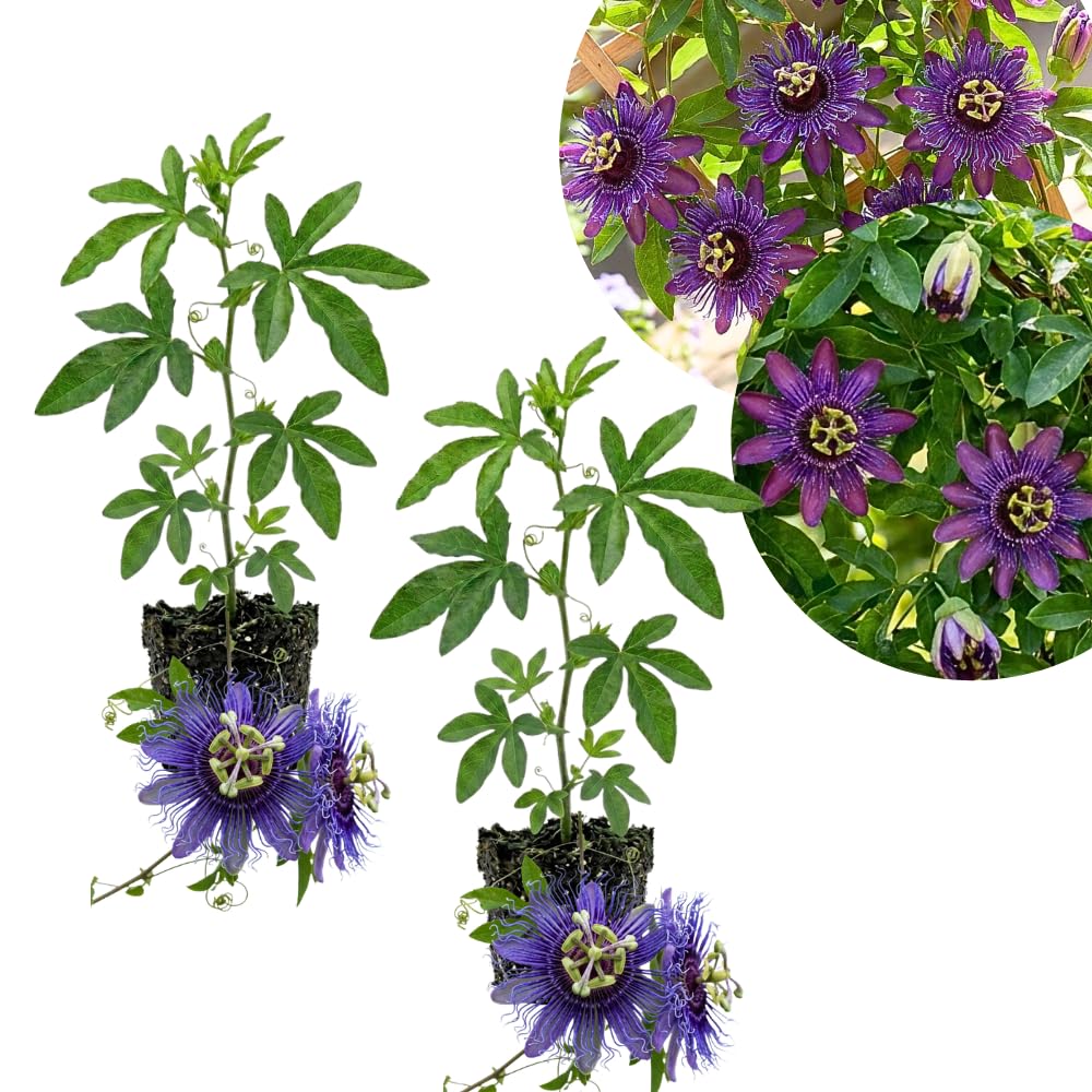 2 Deep Purple Passion Flower Plants, Passiflora Flower Plant, 4-6 Inch Tall