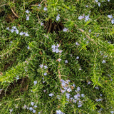 Set of 3 Rosemary Herb Plants Live 4-6 Inc Tall