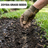 50000 Zoysia Grass Seeds for Planting, Indoor Outdoor Plant
