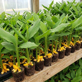 Turmeric Plant Live, Curcuma Turmeric Rhizomes Root, 4-6 Inch Tall