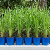 5 Lemongrass Plants Live, Fragrant Herb Plant