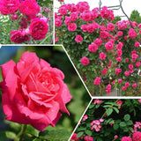 Climbing Rose Live Plant, Reblooming Rose Bush, 2-3 Inch Tall