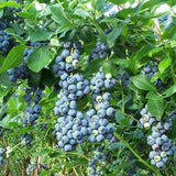 2 Biloxi Blueberry Plant Live, Blueberry Bushes Plant, 4-7 Inch Tall