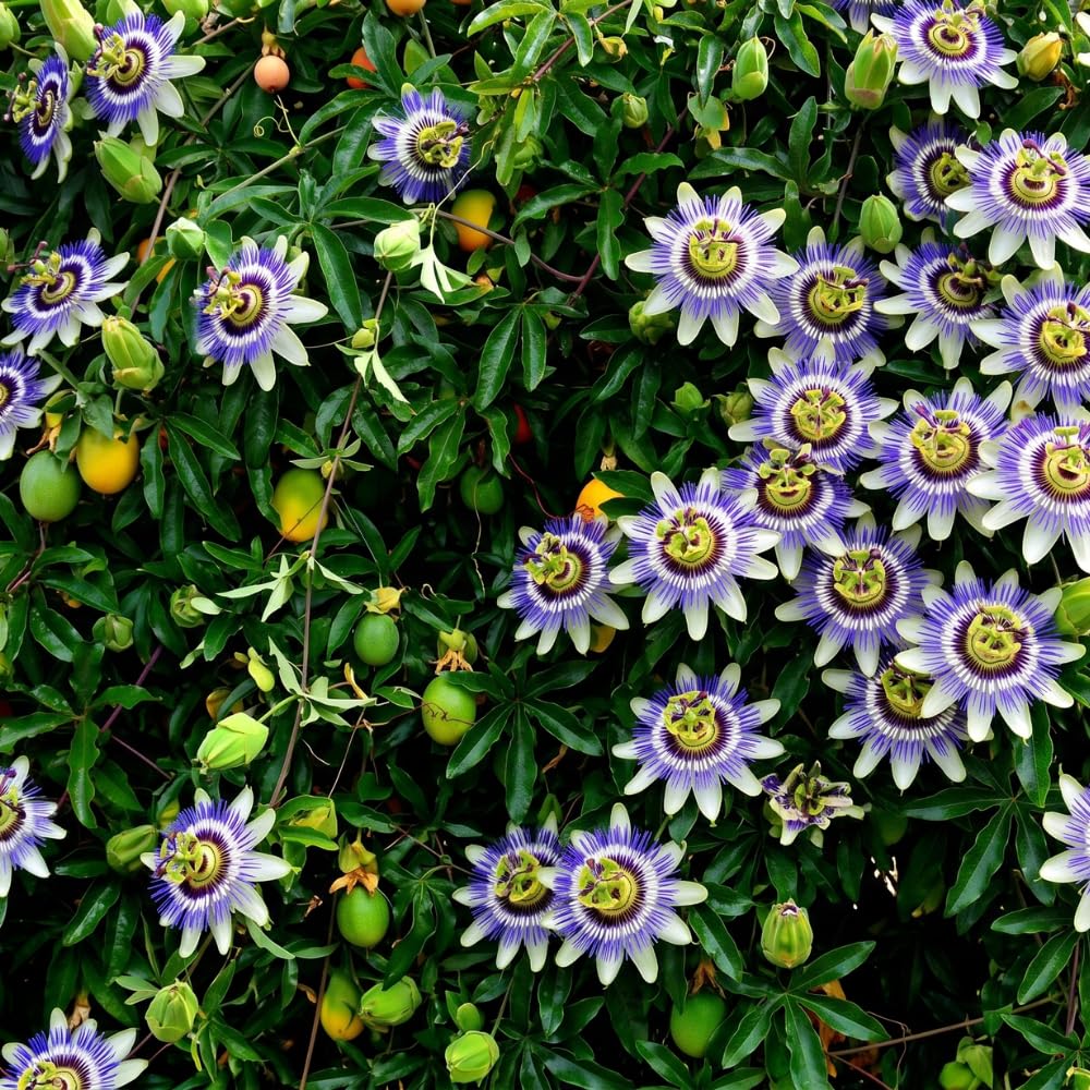 Blue Passion Flower Plant Live, Passiflora Garden Vine, 4-6 Inch Tall