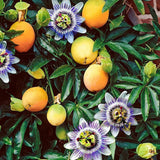 Yellow Passionfruit Plant, Passion Fruit Plant Live, 4-6 Inch Tall