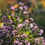Lilac Blue Aster Live Plant, Aster Plant 3-5 Inch Tall, Purple Blue Flower