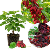 Red Mulberry Tree Live Plant, Mulberry Plant, 4-6 Inches Tall, Fruit Tree for Home Orchards and Edible Gardens, No Pot
