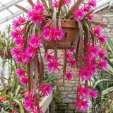 2 Pink Epiphyllum Orchid Cactus Live Plants, Well-Rooted Orchid Cactus