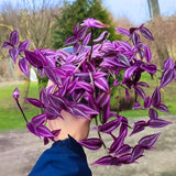 2 Tradescantia Wandering Jew Live Plants, Variegated Houseplant, 2 Inch Pot
