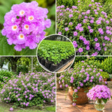 2 Purple Lantana Live Plants, Hanging Basket Flower, 4-6 Inch Tall