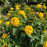 2 Gold Live Lantana Plants, Outdoor Garden Plant, 4-7 Inch Tall