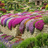 7000 Live Mix Creeping Thyme Seeds, Seeds for Home Garden