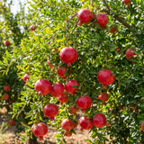 Red Pomegranate Live Tree, Hardy Garden Plant, 4-6 Inch Tall